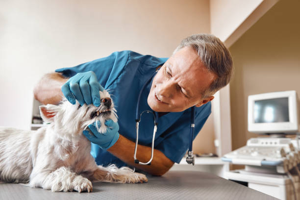 Best Emergency Dental Care for Abscessed Tooth in Beesleys Point, NJ
